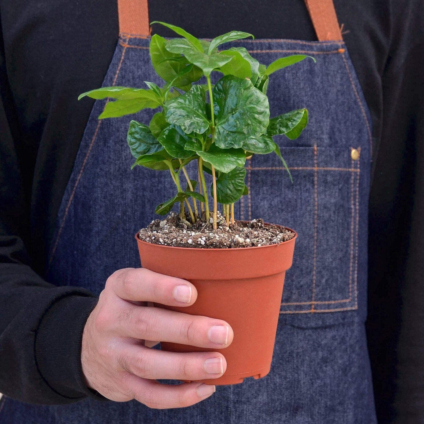 Arabica Coffee | Live Plant Indoor & Outdoor | Produce your own coffee