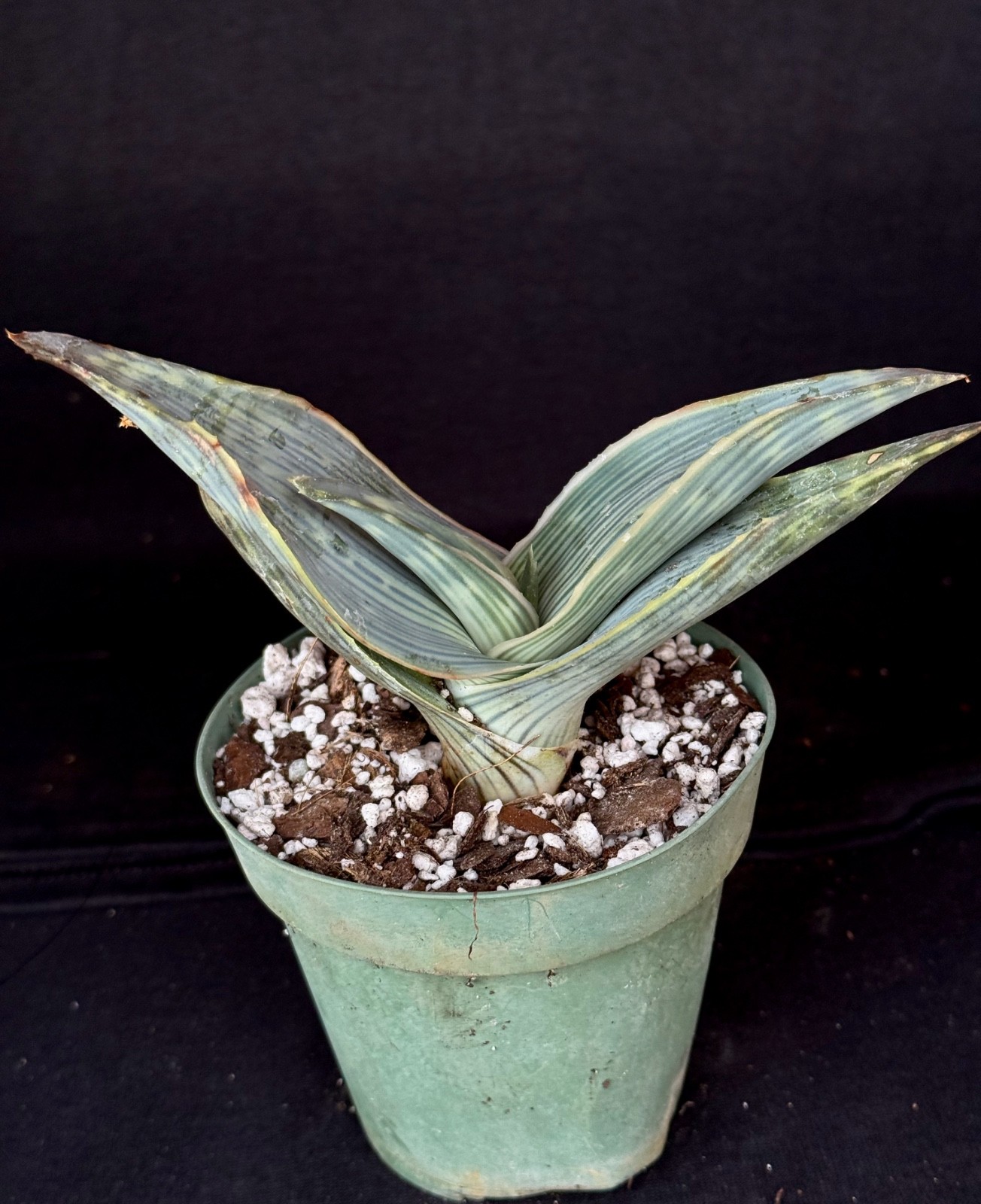 Aloe karasbergensis, aloe plant