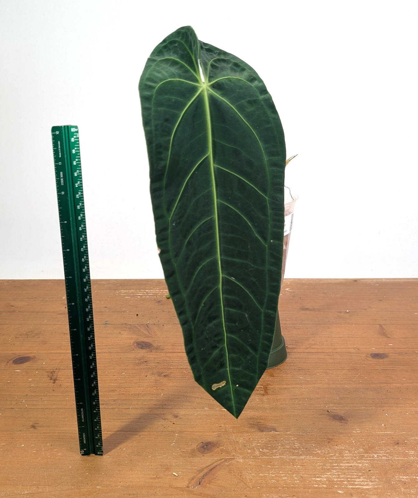 Anthurium Warocqueanum ‘Queen’ – Exact Plant Narrow Dark 4″ Pot (#26J)