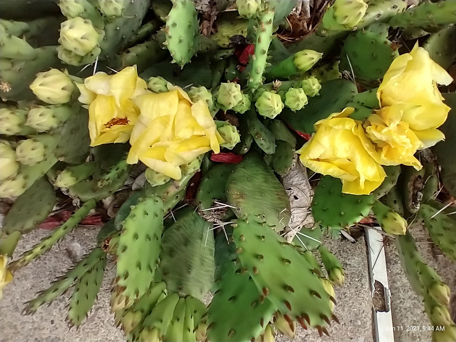 Prickly Prickley Pear Cacti Winter hardy 15 pad cactus