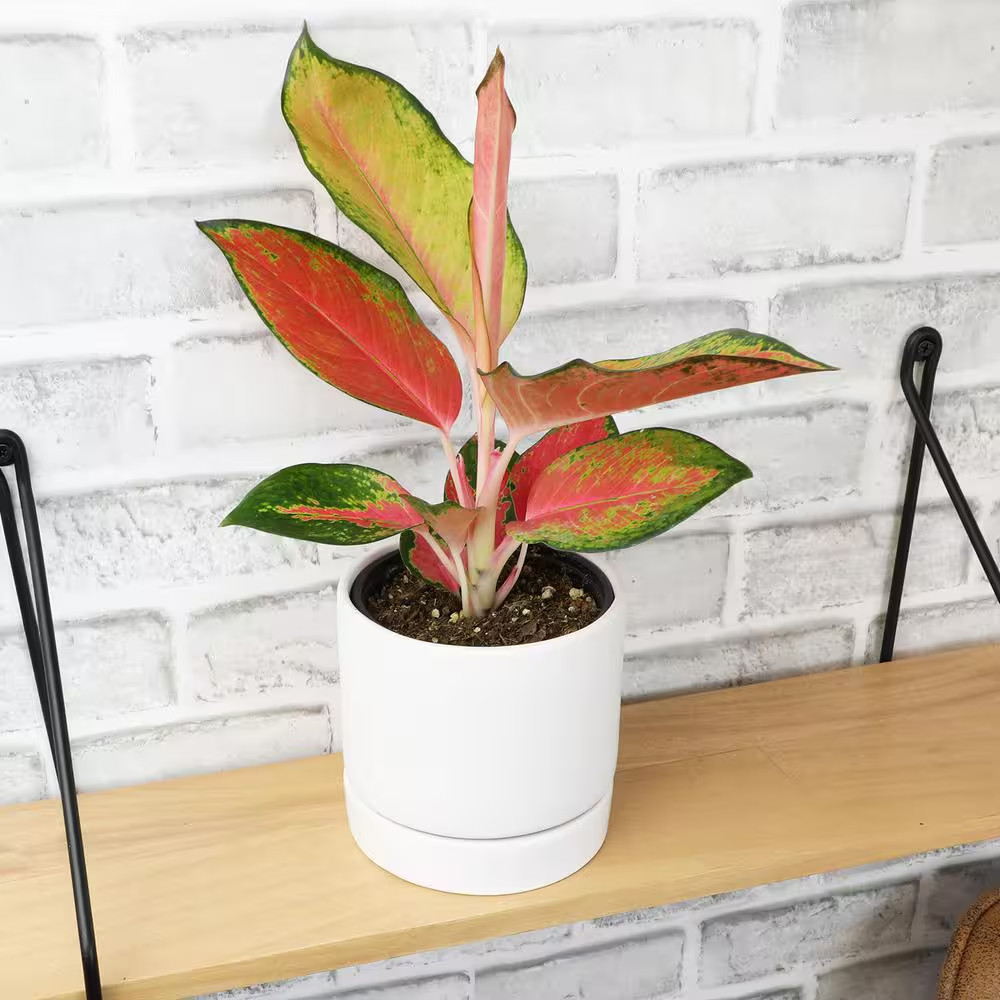 4.25 In. Red Chinese Evergreen Aglaonema China Red Live House Plant in Grower Po