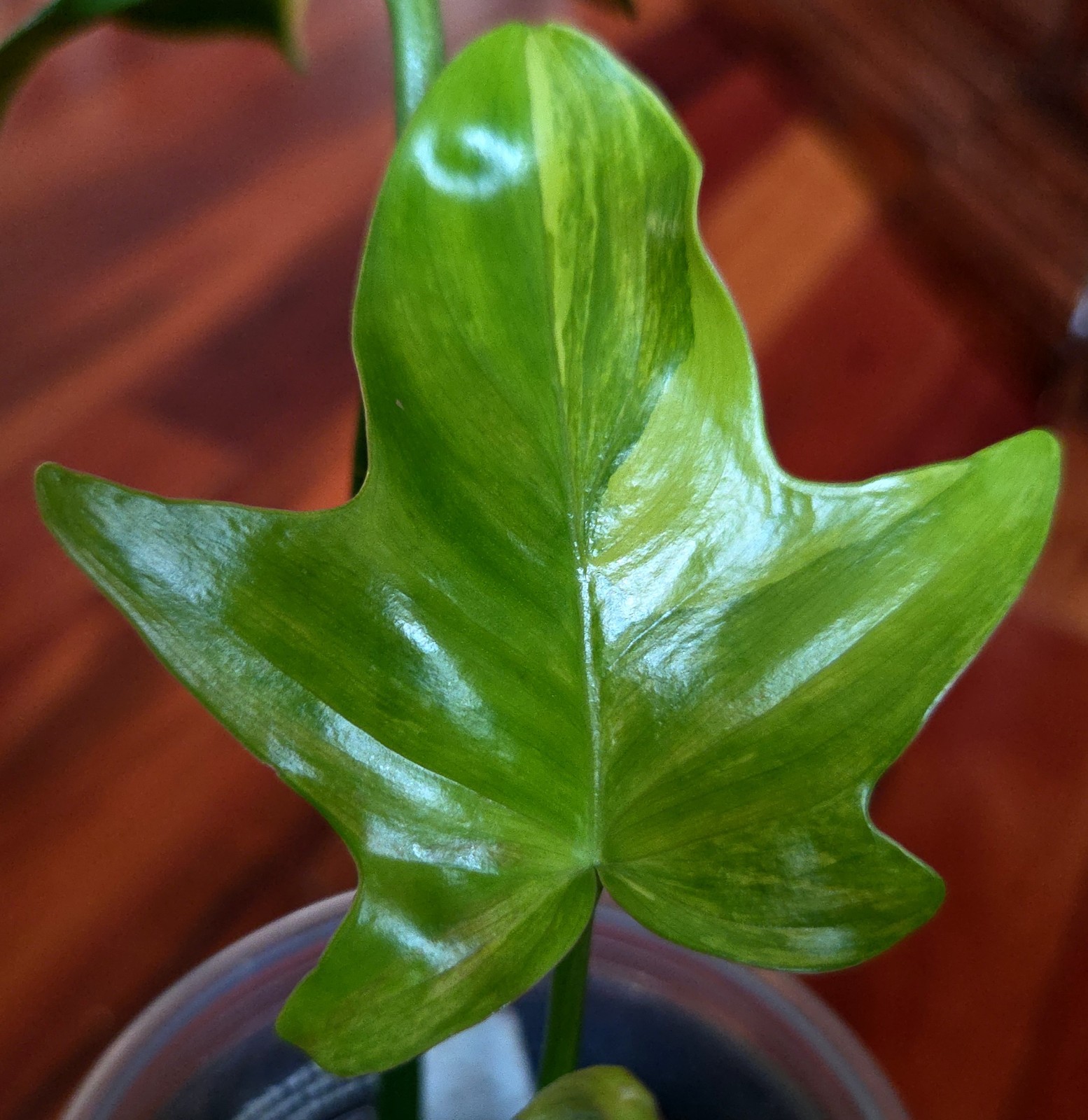 Rare Philodendron Variegated Pedatum 12″ Tall Not Monstera Anthurium Aroid