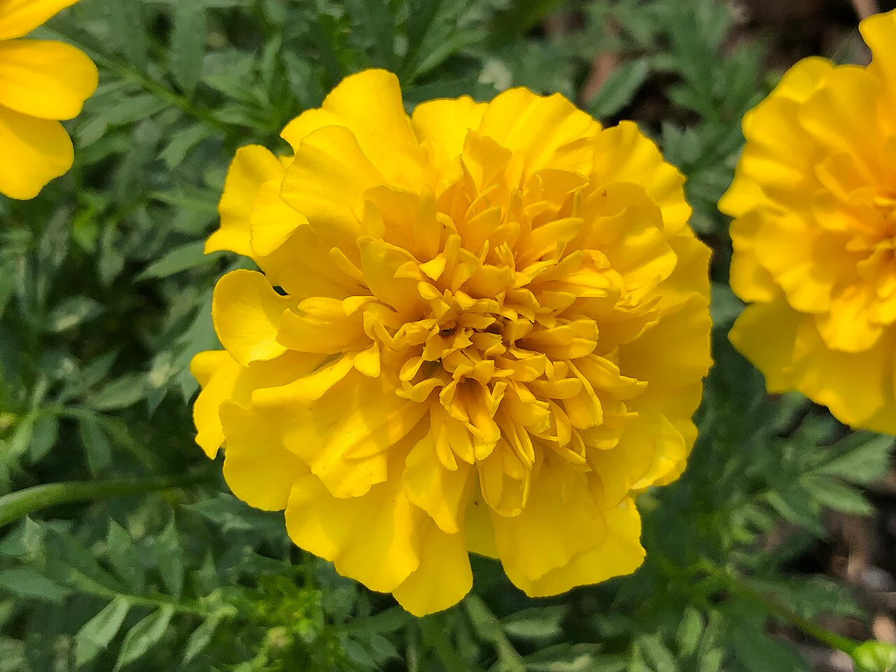 Yellow Brocade French Marigold Seeds – For 2025 Planting Dwarf Tagetes Patulas