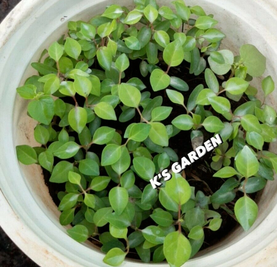5 PCS RIVER LEAF VINE SEEDS , HAT LÁ GIANG |HIGH GERMINATION RATE 85%|