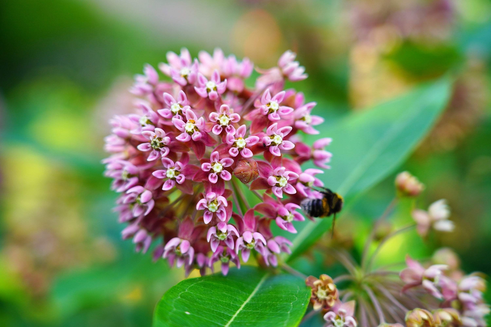 100 PINK COMMON MILKWEED Asclepias Syriaca MONARCHS! Flower Seeds *Flat S/H