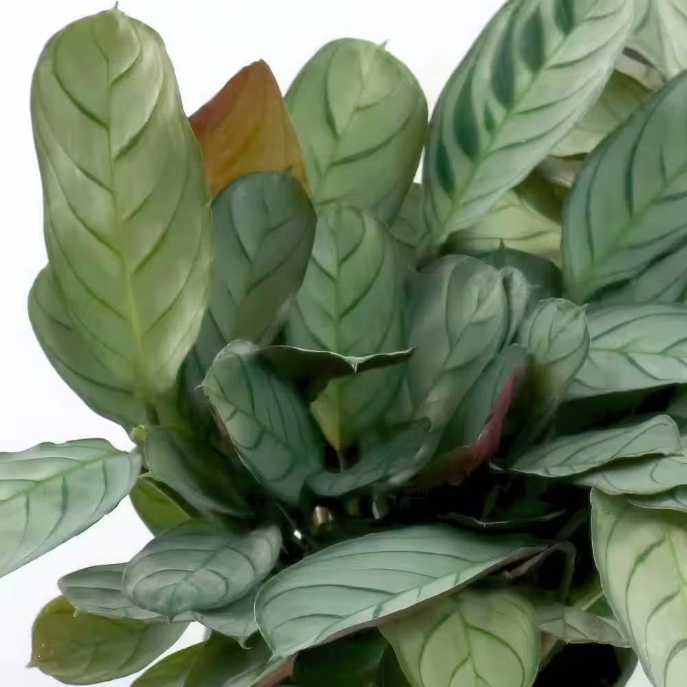 4 In. Calathea Amagris Plant in Grower Container (3-Pack)