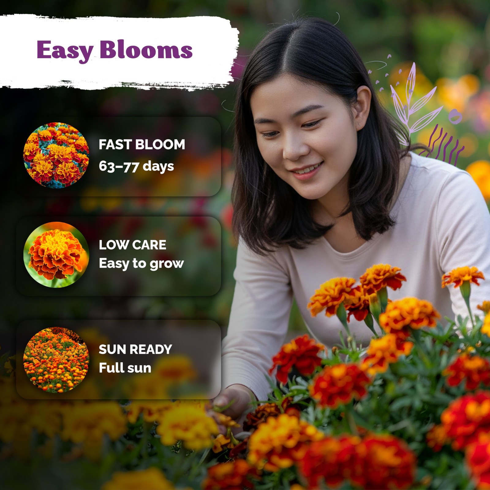 KVITER 500 French Marigold Seeds, Sparky Mix (Tagetes patula)