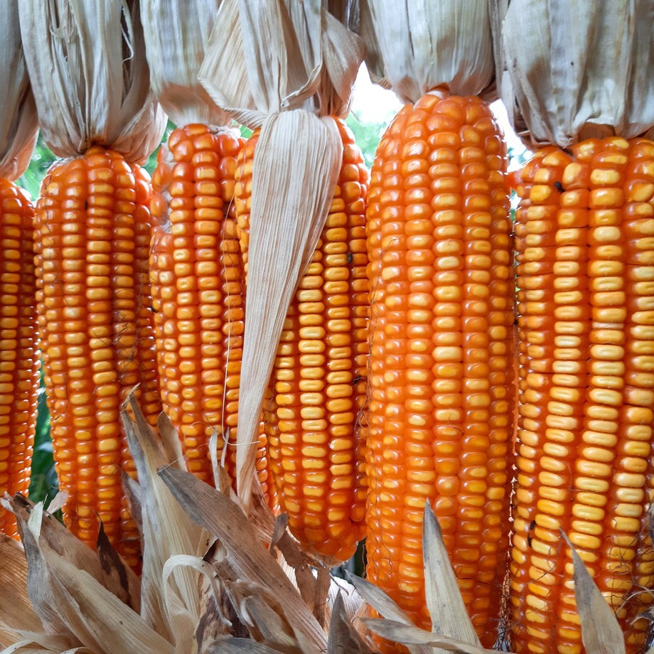 Orange Creole Flint Corn Seeds (50) / ARGENTINA HEIRLOOM / MASA / SUPER RARE
