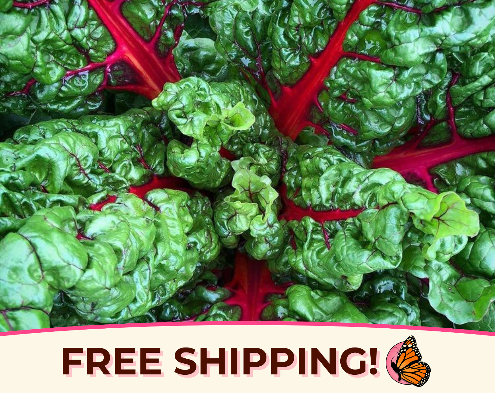 200+ Swiss Chard Seeds ‘Rhubarb’ | Heirloom, Non-GMO, Vegetable Gardening Seed