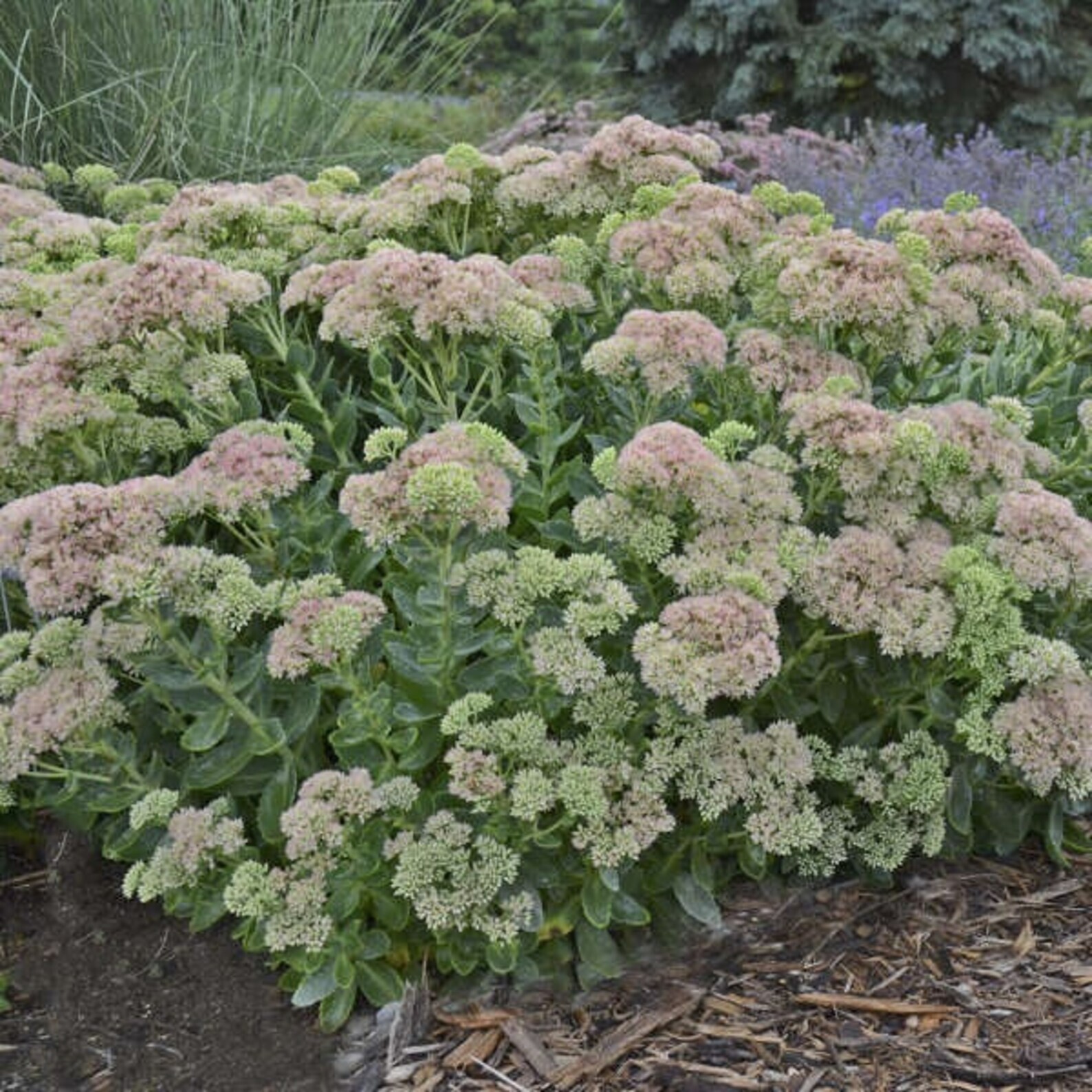 SEDUM ‘MATRONA’ LIVE STONECROP PLANTS HARDY SUCCULENT GROUND COVER ROCK GARDENS
