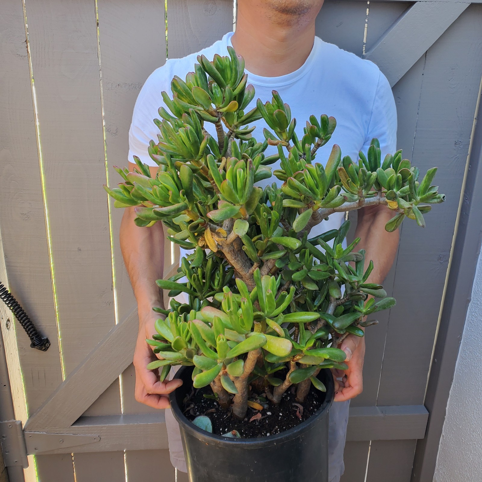 Gollum Jade Spoon Jade Succulent -D