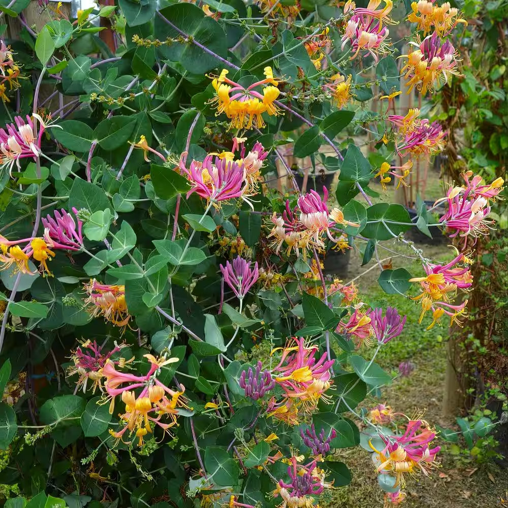 4 In. Honeysuckle Peaches and Cream Plant (3-Pack)