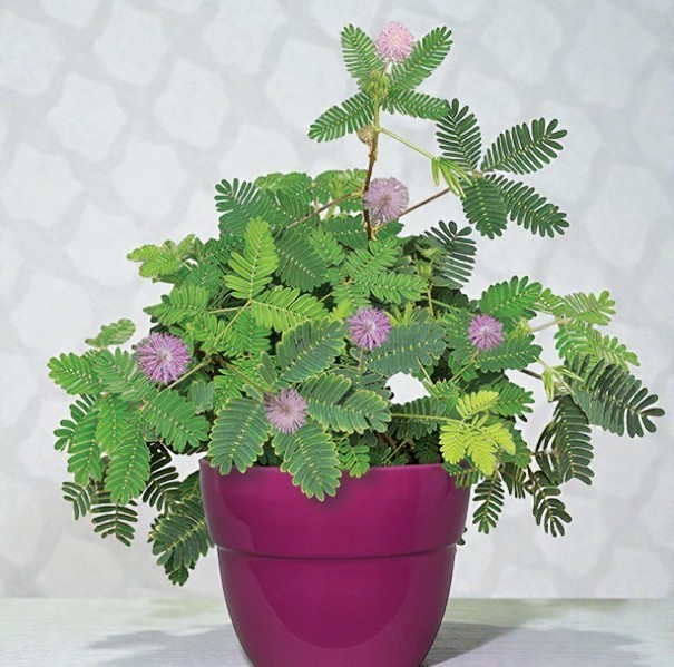Mimosa Pudica Live Sensitive Unusual Tropical Pink Flowering Plant In 4” Pot