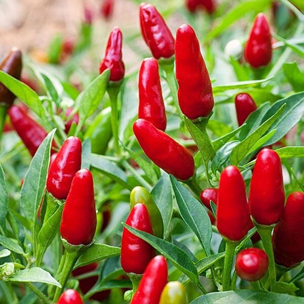 50 SEEDS BIRD EYE THAI CHILI FRESH SEEDS, USA