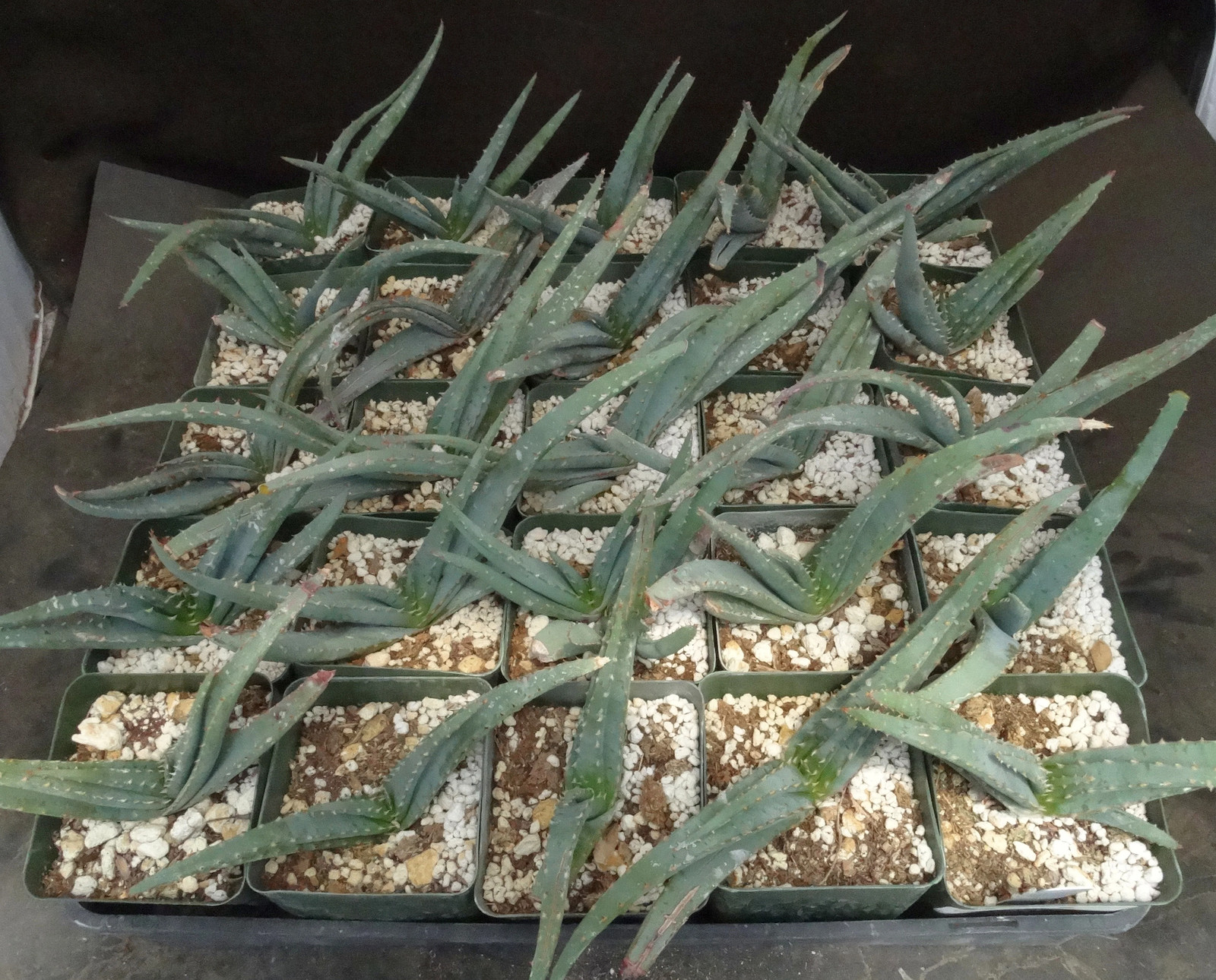 Aloe suprafoliata *Mustache Aloe*