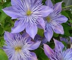 1 “Crystal Fountain” Clematis Starter Plant (Not Seeds) – US Seller
