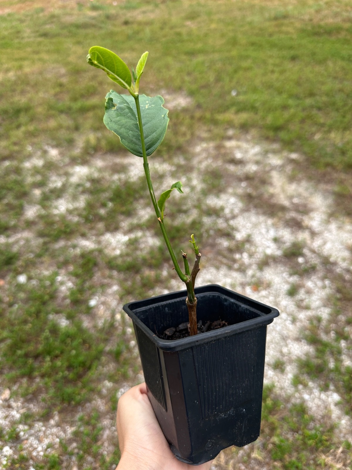 Jackfruit Fruit Tree Seedling Live Tropical Plant