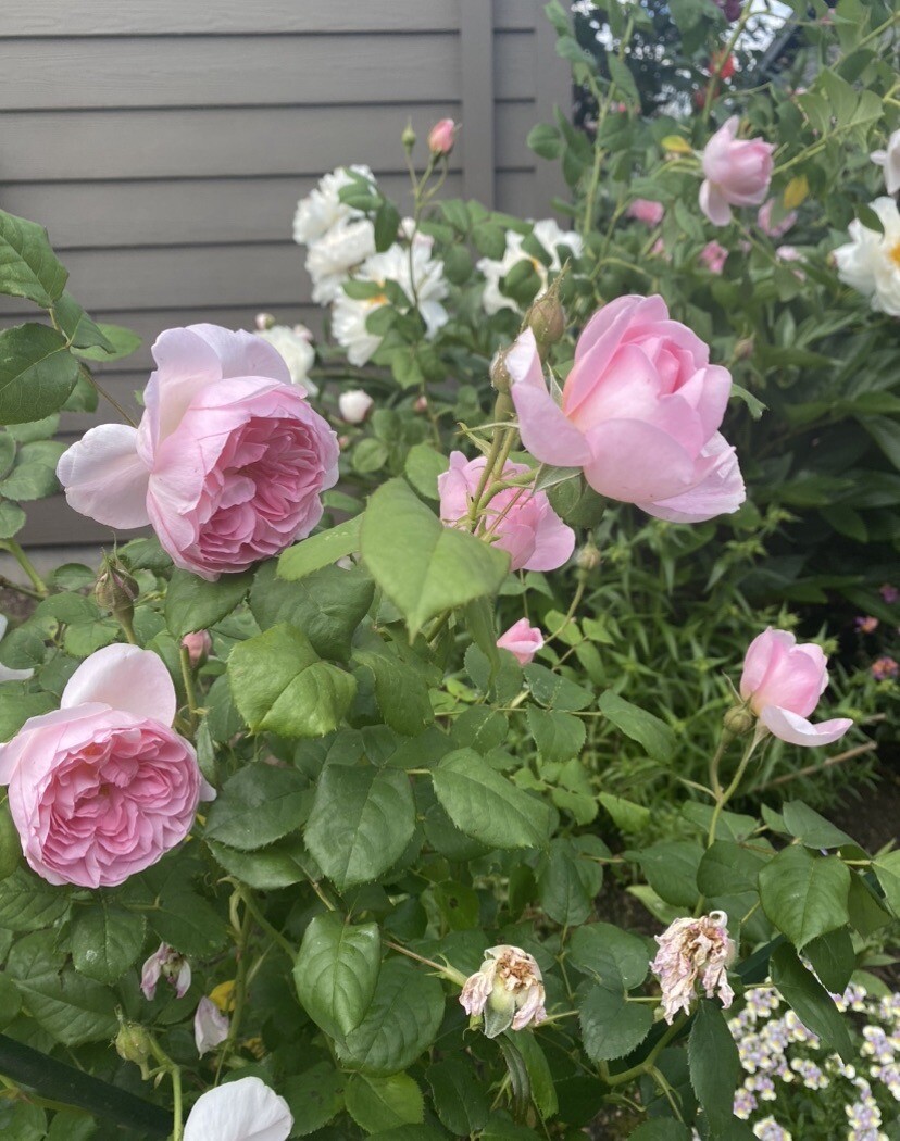 (Ausland) David Austin Shrub Rose Scepter’d Isle Live Rooted Rose Plant 5″
