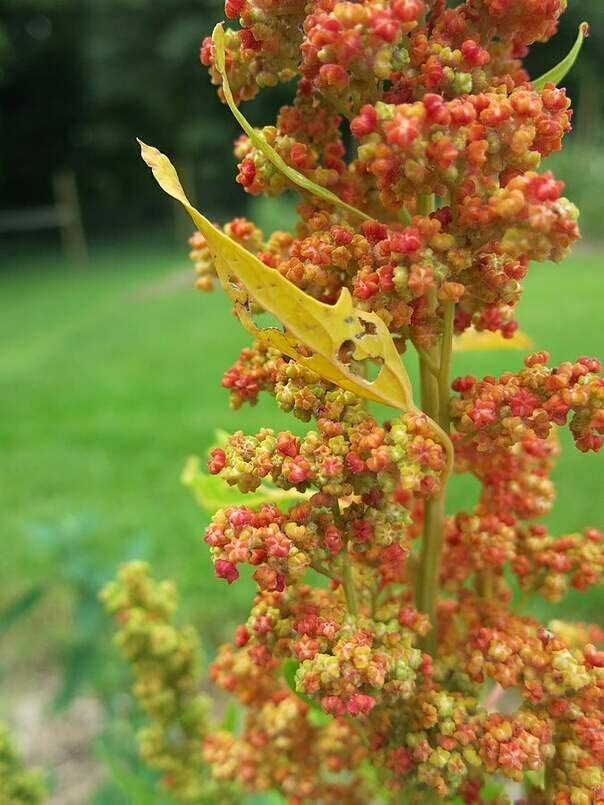 Lambsquarters, Lamb’s Quarters Seeds for Planting (100 Seeds) – Chenopodium Albu