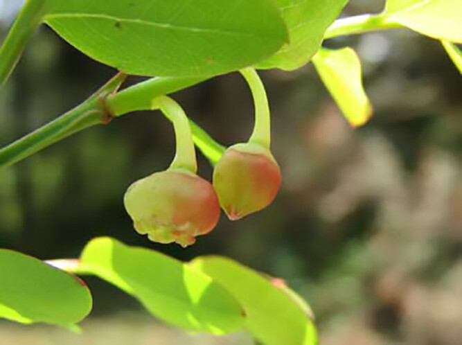 Red Huckleberry, Vaccinium Parvifolium, Shrub Seeds