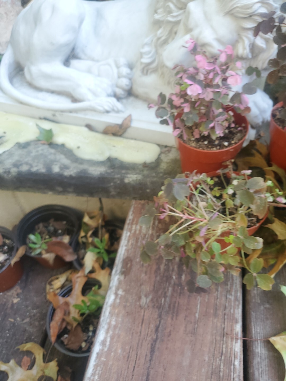 Oxalis Vulxanicola “Lucky” Red Pink Green PURPLE Tricolor In 3″ Pot Live Mini