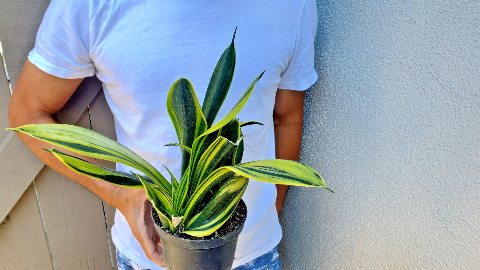 Sansevieria trifasciata Gold Flame Succulent
