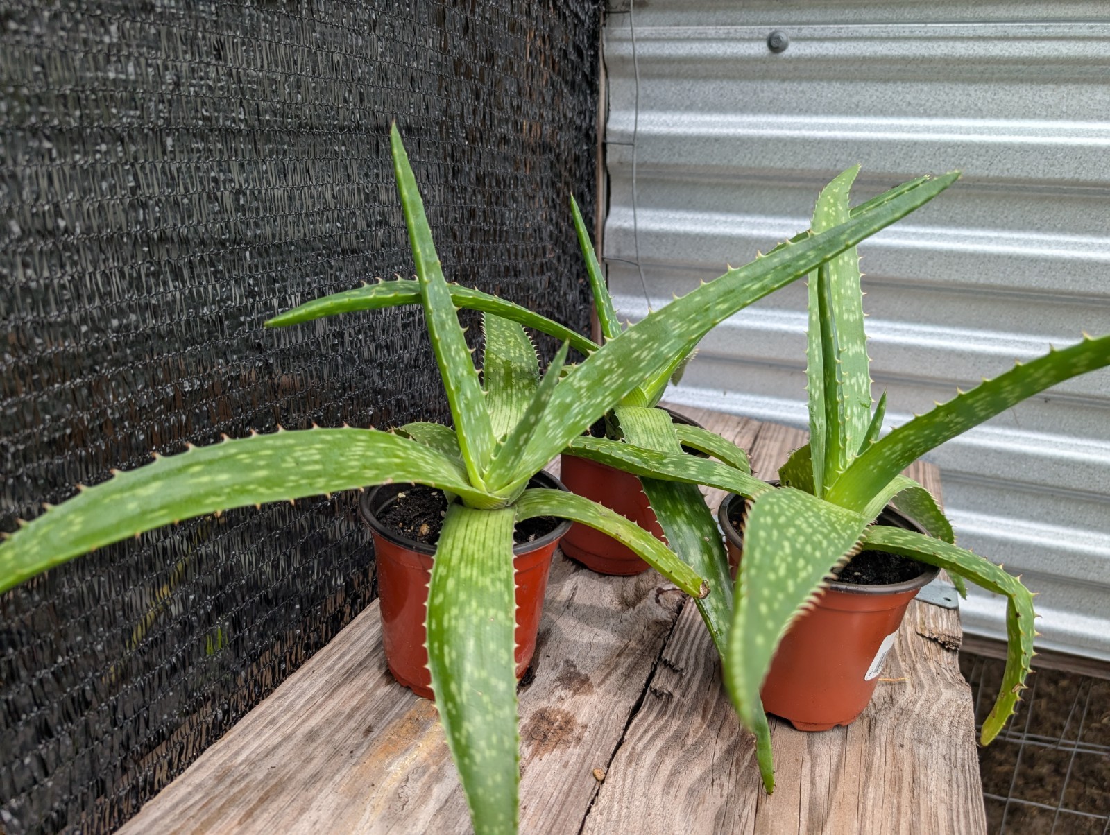 Coral Flowering Soap Aloe maculata Pollinator Plant Succulent 12″+ So Many Uses!