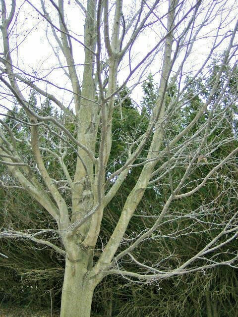 20 KOREAN ASH SEEDS – Fraxinus chinensis var. ‘Rhynochophyll’