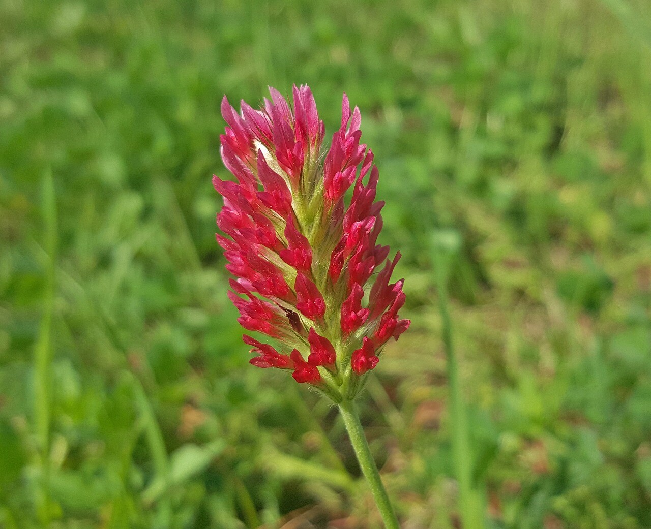 Crimson Clover Cover Crop Seeds For Planting – NON-GMO – Heirloom – Inoculated