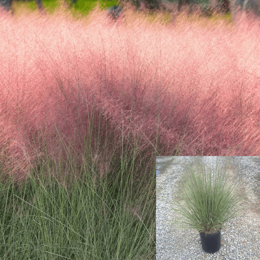 Muhlenbergia Capillaris Regal Mist Grass Pink 5 Gallon Pink Muhly Grass Cot Ht7