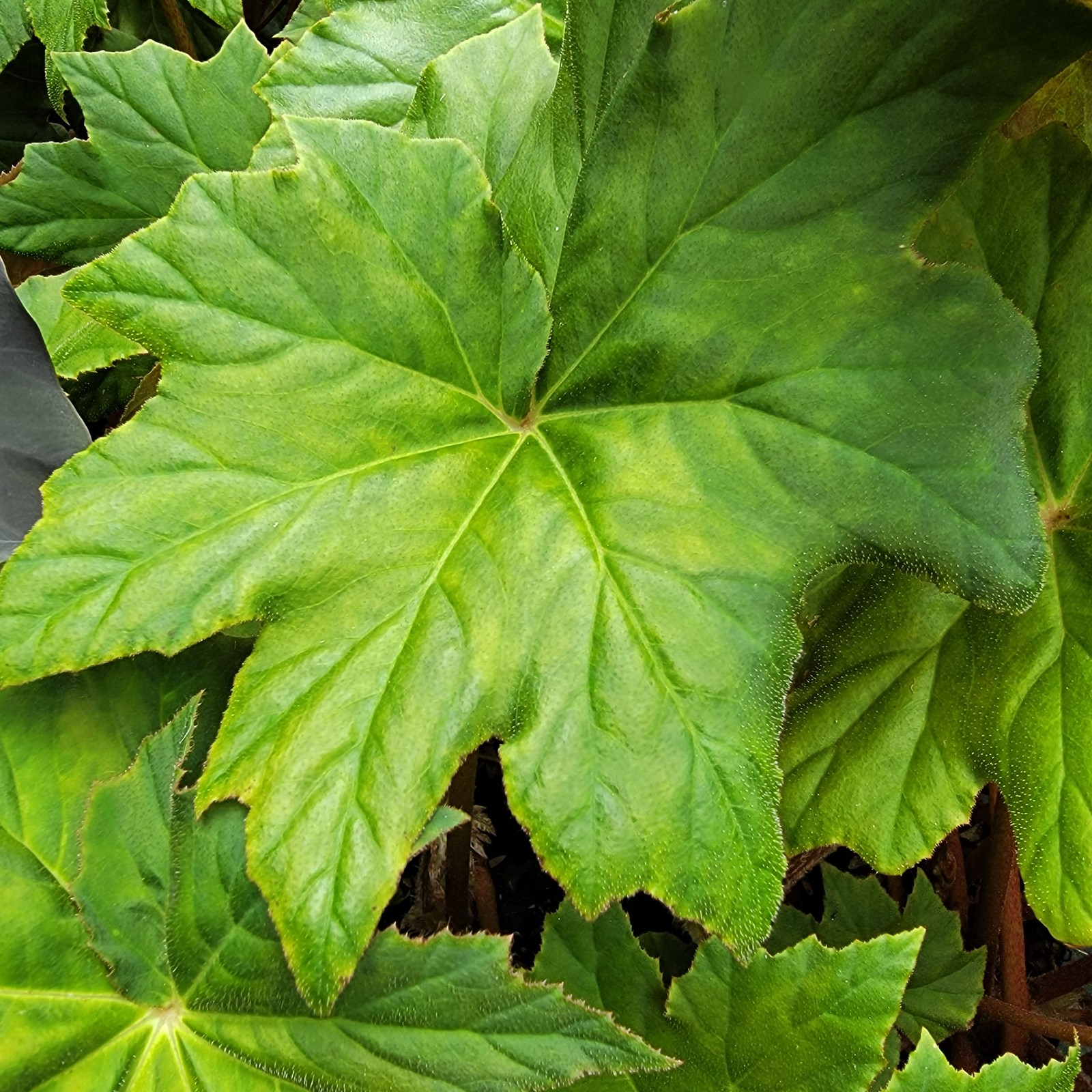 BEGONIA HERCULES heracleifolia Shade Garden Live Plant Huge Leaf Pink Flower