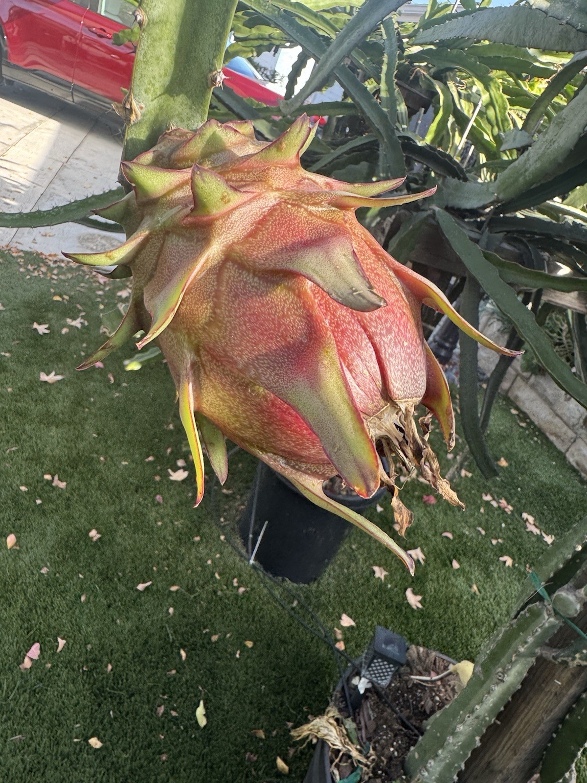 Sweet, White Dragon Fruit Cutting self pollination 8 to 12 inches ￼
