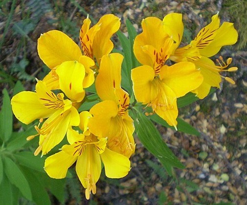 Alstroemeria aurea | pelegrina | psittacina | Yellow Peruvian Lily | 10_Seeds