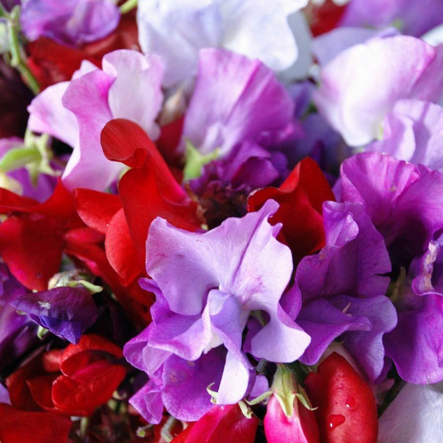 Royal Mix Sweet Pea Seeds | Fragrant Red Pink Rose Garden Vine Flower Seed 2024