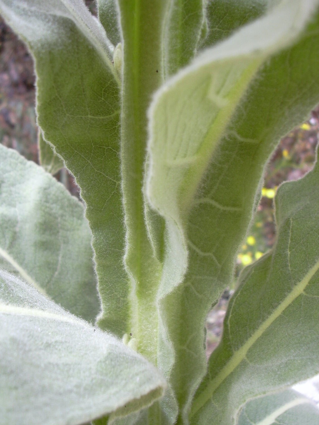 Mullein SEEDS (Verbascum Thapsus) FREE SHIPPING Medicinal Dried Herb USA