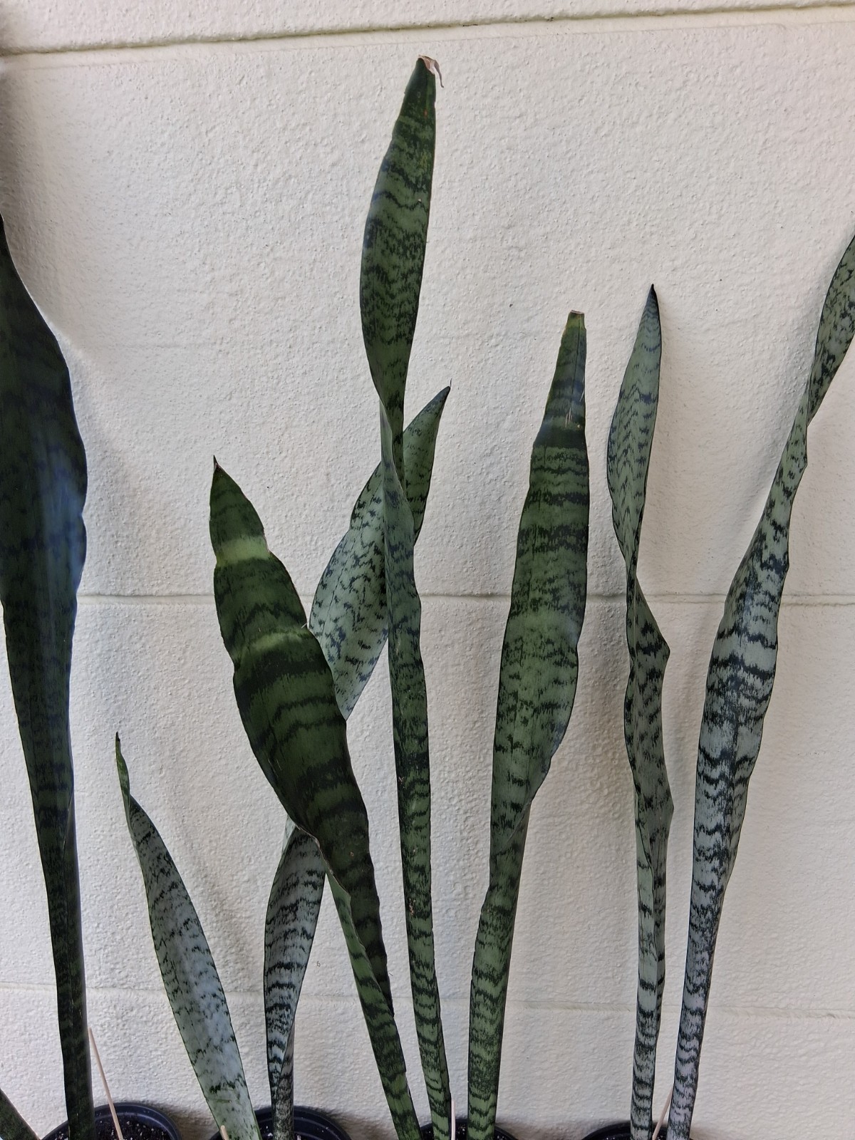 Snake Plant – (36″ – 48″ Tall) – Dracaena/Sansevieria Trifasciata ‘Zeylanica’
