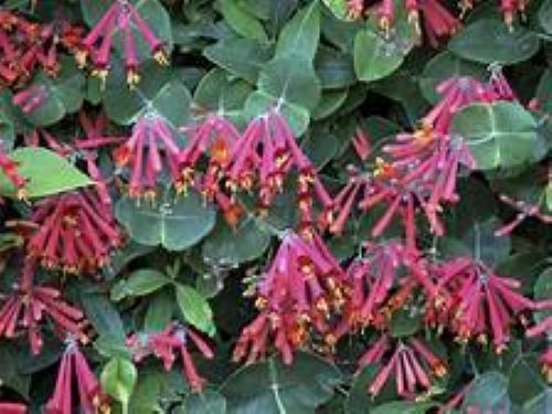 TRUMPET CORAL HONEYSUCKLE VINE Lonicera Sempervirens Starter Plant*USA SELLER*