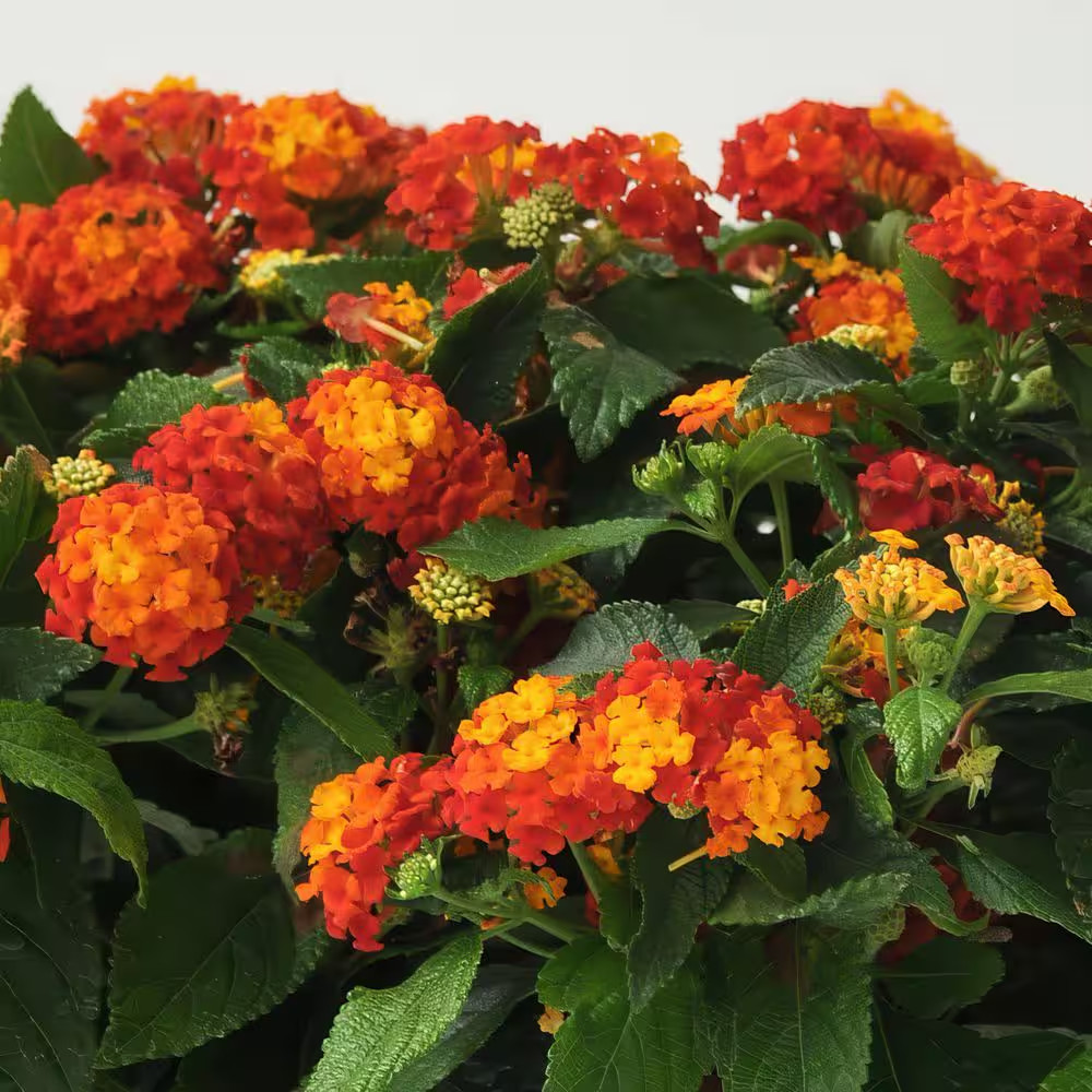 4 In. Lucky Red Bloom Lantana Plant (3-Piece)