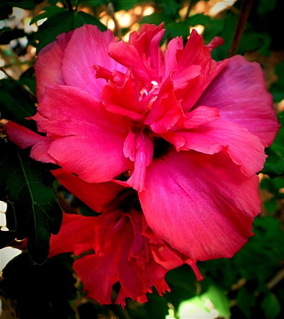 1 Red Althea Hibiscus syriacus Rose of Sharon 12-24″ Starter Plant
