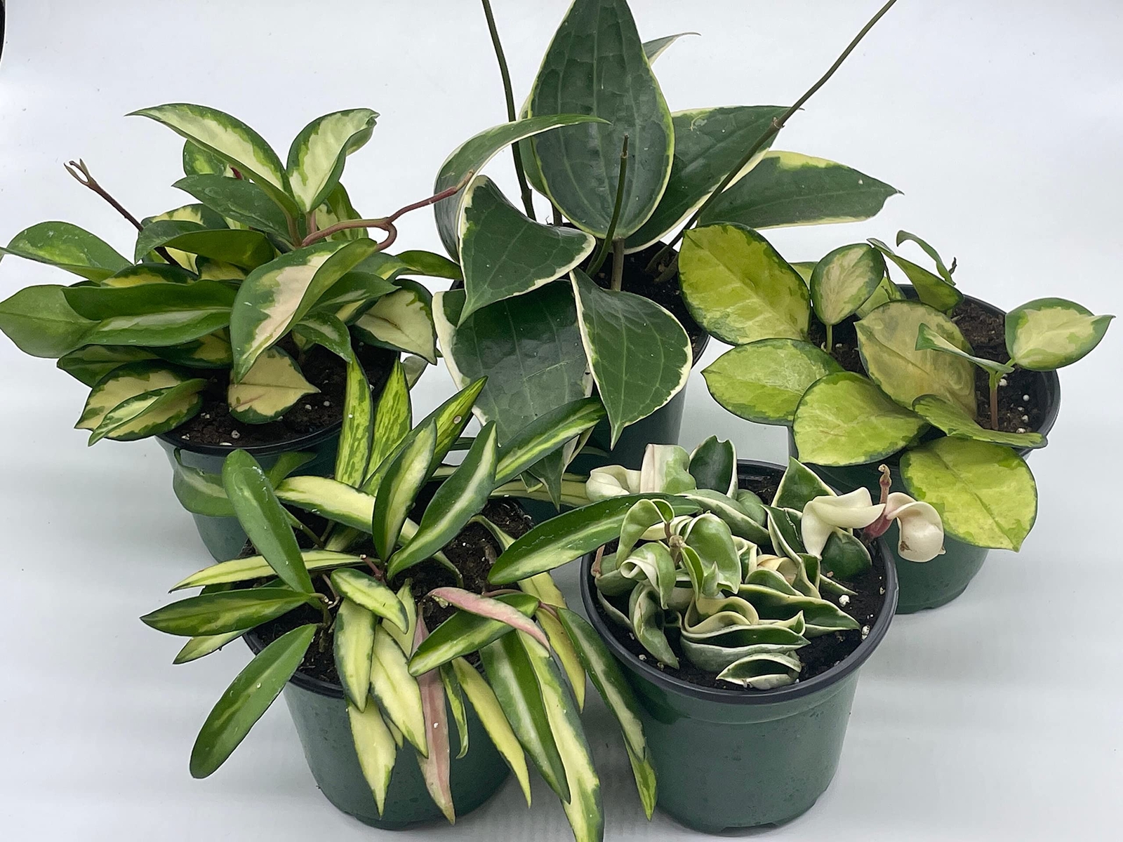 Variegated Hoya Assortment Set, Hindu Rope, Wayetii, Australis, Macrophylla, Kri