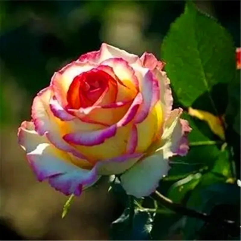20 EXOTIC RARE ROSE SEEDS home garden flower plant bush diy sun Rosas hybrid tea