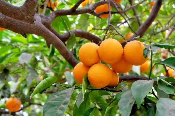 3 California Navel Orange Fruit Tree Cuttings 6-8 inches for Rooting/Grafting