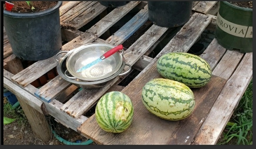 Rainbow Watermelon Seeds – Multi Colored Flesh – Sweet & Crisp Tropical Flavors!