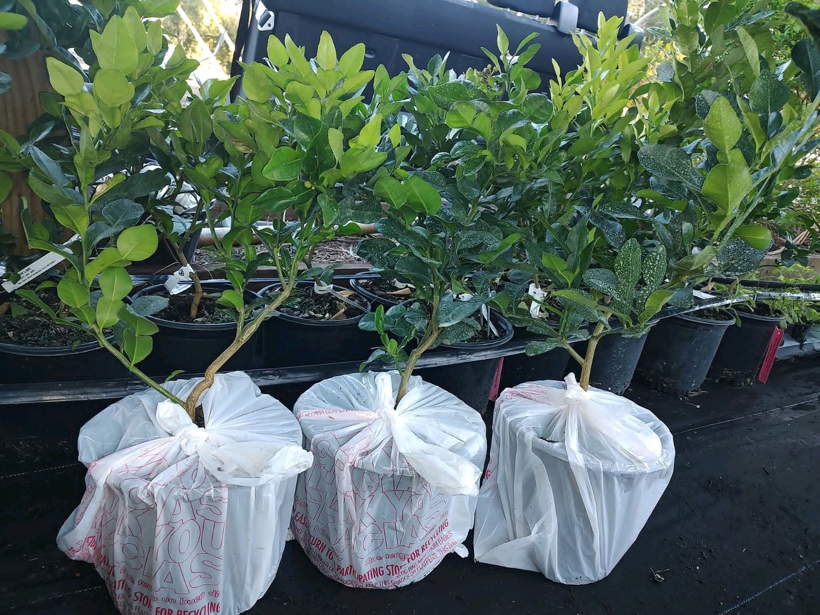 Kaffir Lime Tree 24-36 Inches Tall – Live Plant Thai Citrus Grafting Kaffir Tree