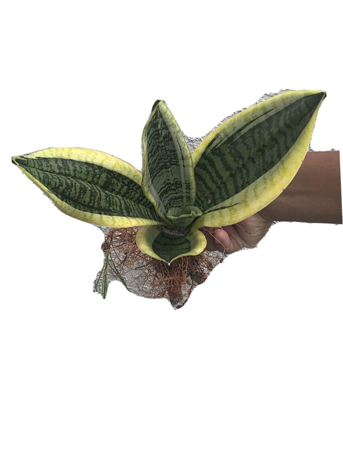 Sansevieria Black Gold plant in 12” H , 8″ Wide