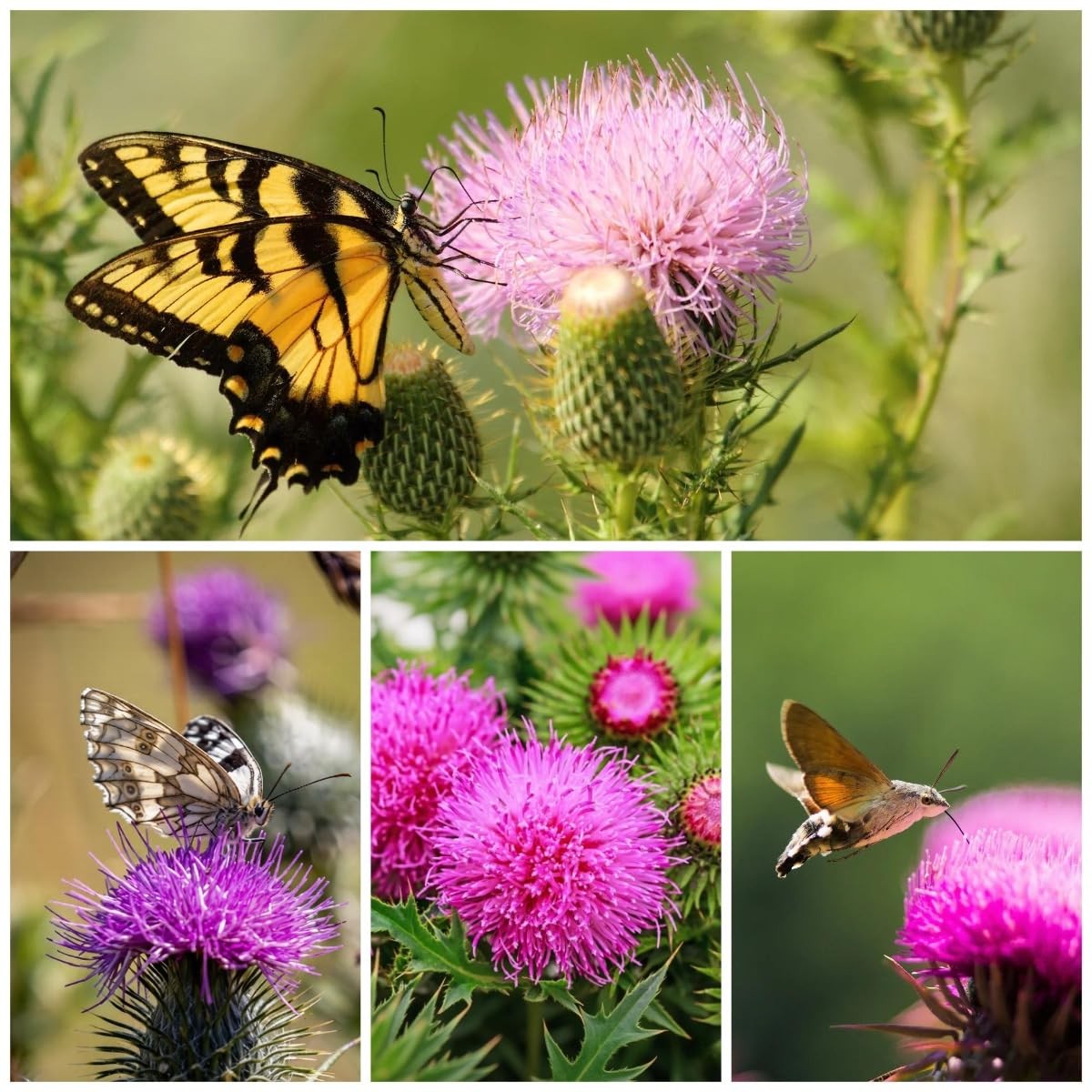 300+ Milk Thistle Seeds – Non-GMO Heirloom Silybum Marianum, Medicinal Purple