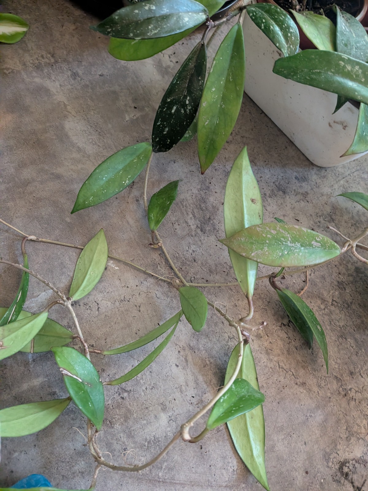 Hoya Collection 1 Hindu Rope 1 Krimson Princess 1 Publicalyx Splash In 3″ Pots