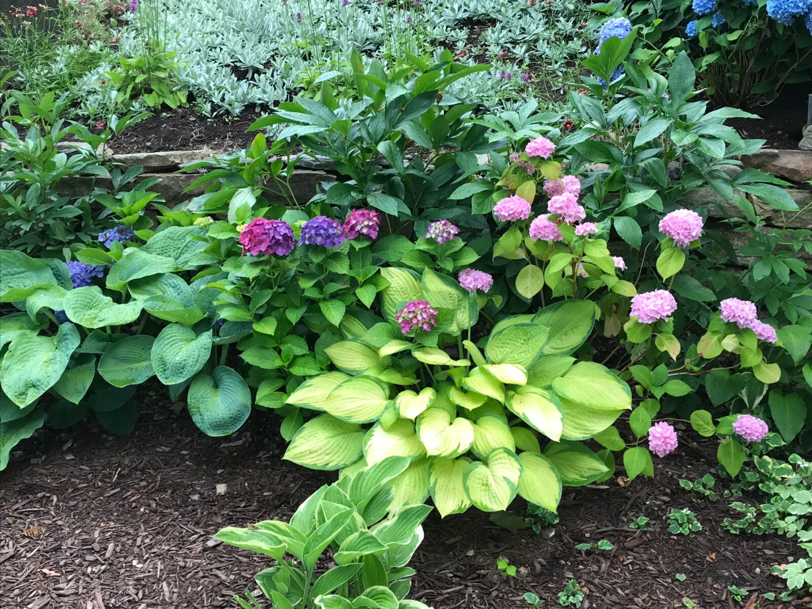 3 GOLD STANDARD HOSTA Bare Root Perennial Plant $ Years Old Root
