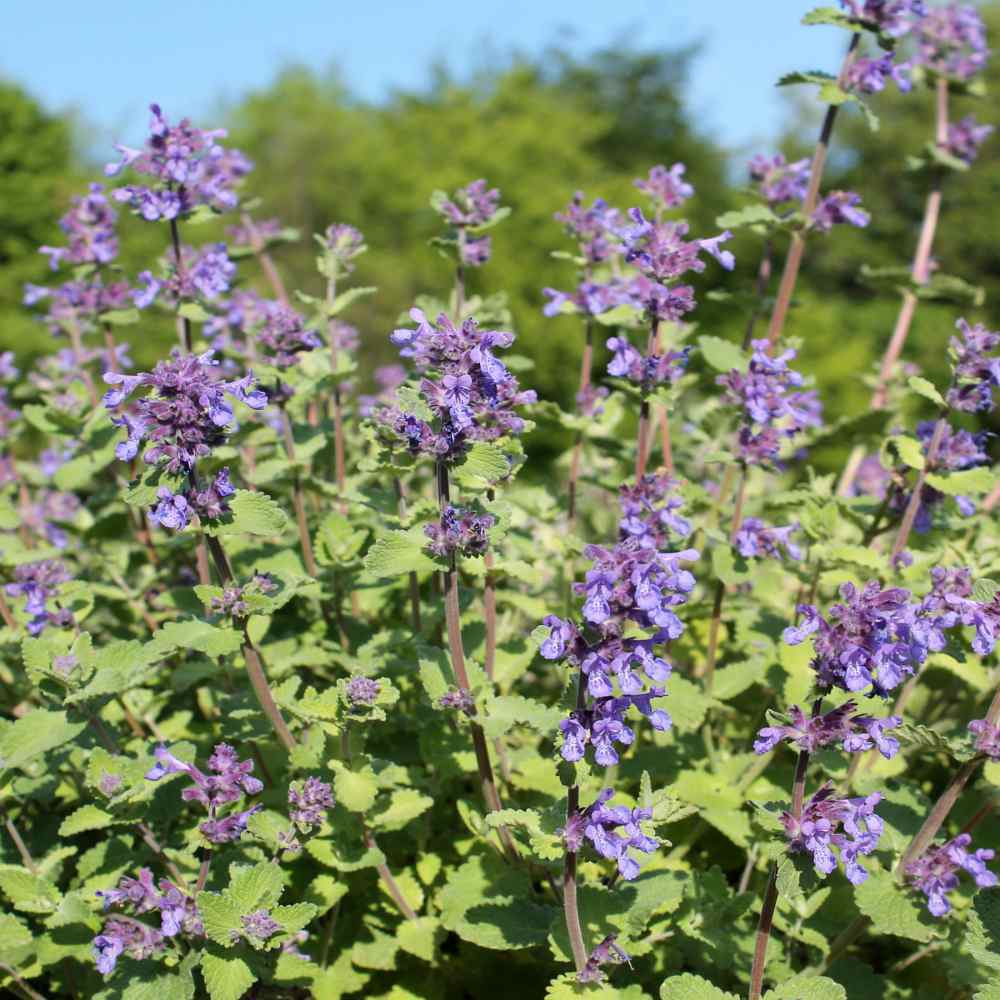 Catnip Seeds Nepeta Cataria Puurfect Garden Treat 4 Your Cat 1000 to 5000 SEEDS