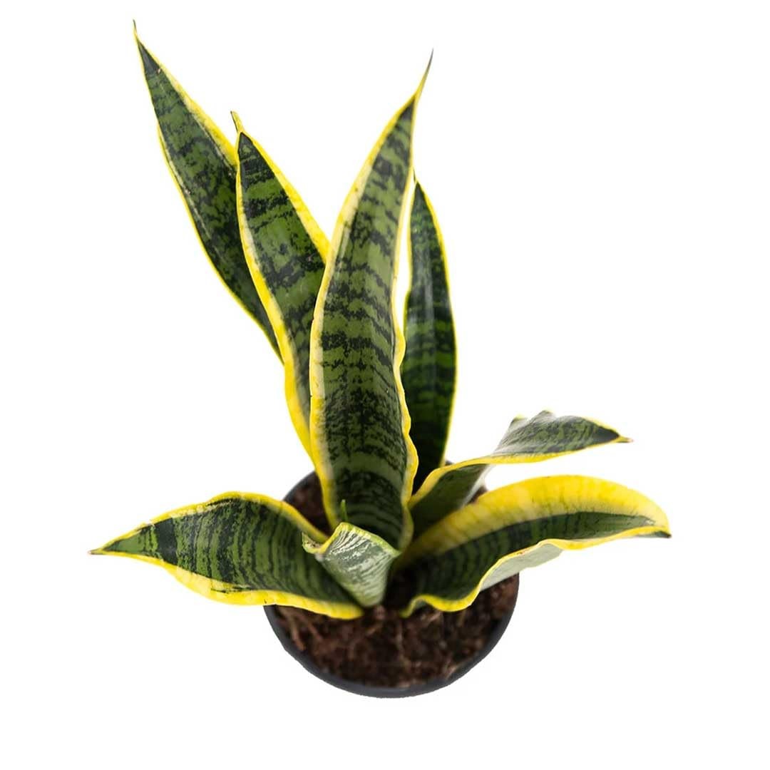 Snake Plant in 4Inch Pot Live Indoor Houseplant, Air Purifying & Easy Care
